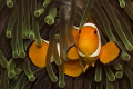   Nice clownfish  